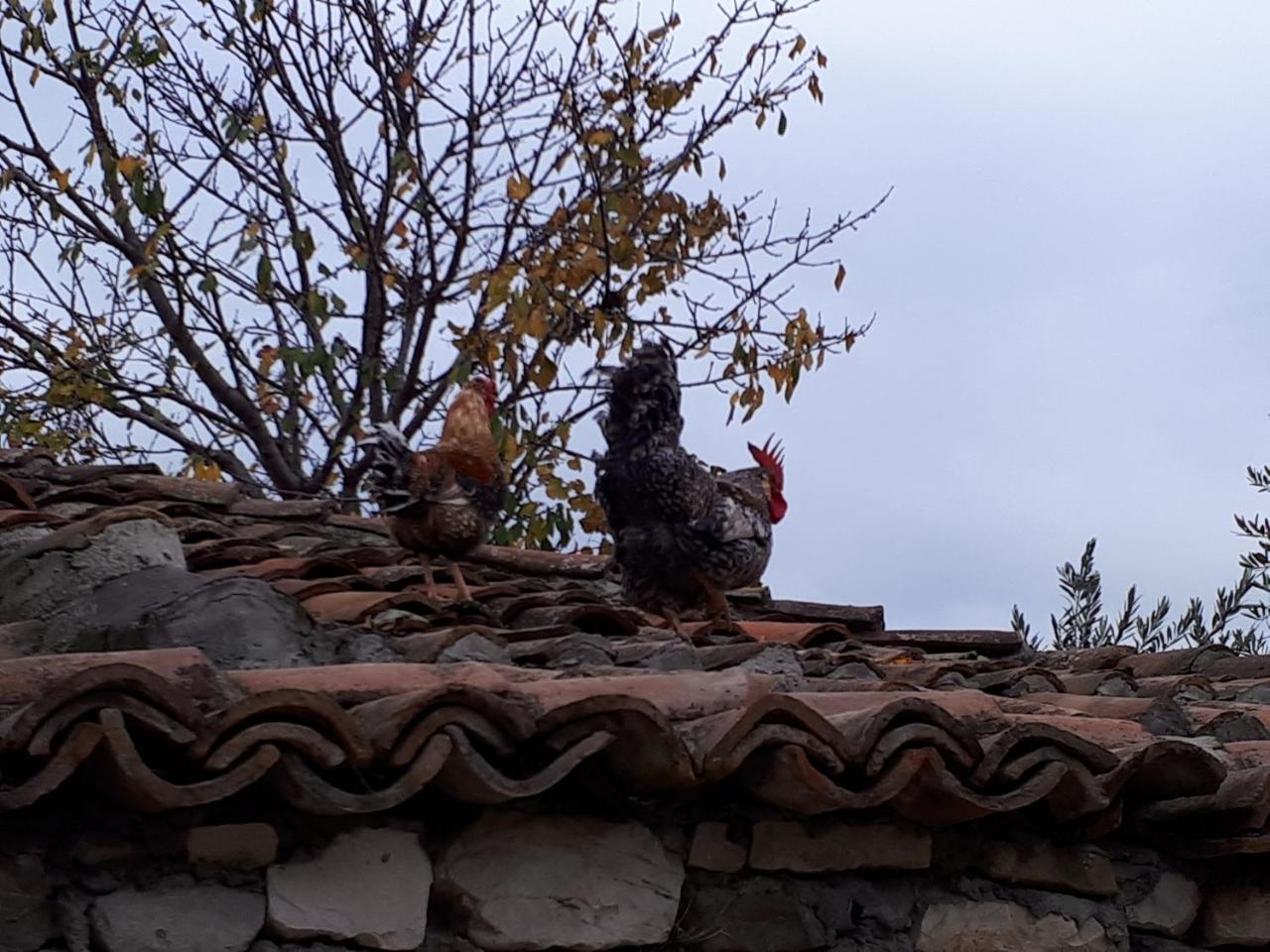 Hotel Omer The Ottoman House Berat Dış mekan fotoğraf